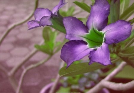 Purple flower - flowers, purple