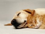 Sleeping cat and dog