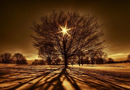 STAR TREE - tree, light