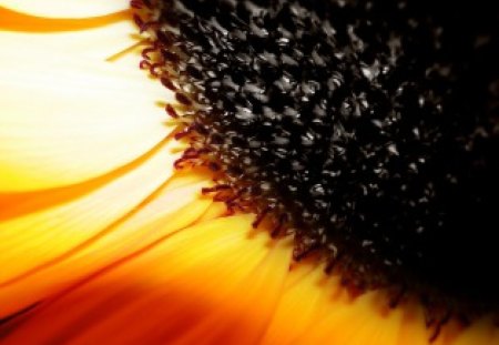 Closeup Looks Of Sunflower - sunflower, close