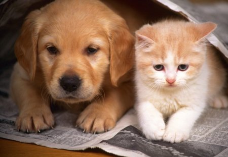 friendship between puppy and cat - friendship, puppy, cat