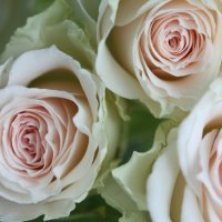 Baby Pink Bridal Roses