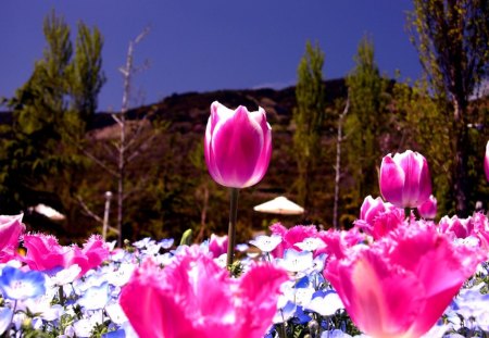 Tulip - flowers, tulips