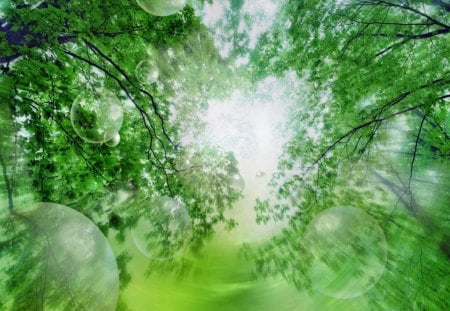 Green Bubbles - branches, sky, trees, sun, green, leaves