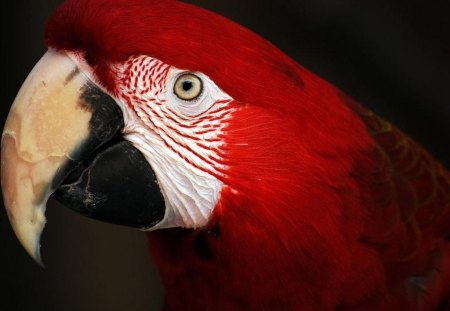 Macaw - bird, animal, macaw