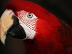 Macaw