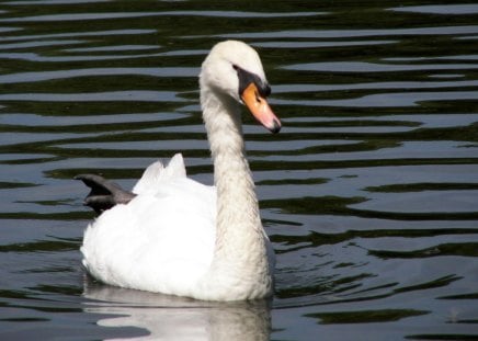 Swan - animal, swan, water, bird