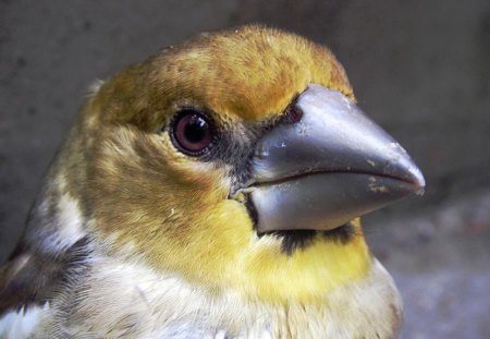 Bird - yellow, animal, bird