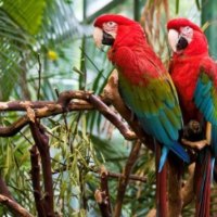 Macaws