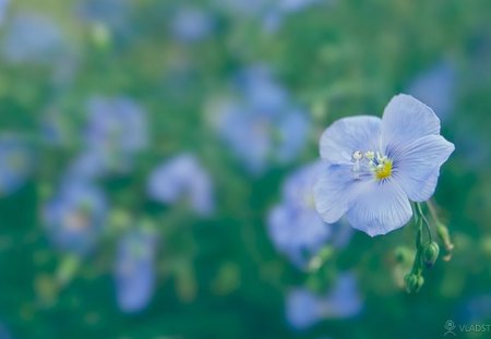 Flax Fairy - abstract, flower