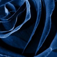 Blue Rose