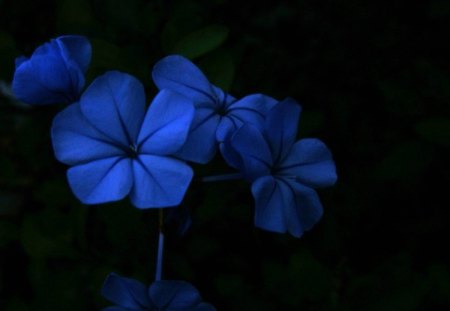 Midnight Flowers - flowers, blue