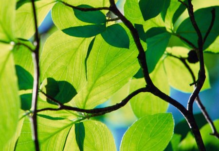 Leafs - flowers, nature