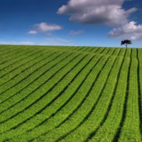 green striped field