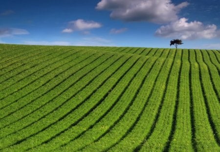 green striped field - field, striped, green