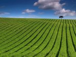 green striped field