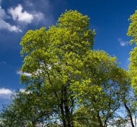 green trees 