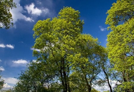 green trees  - trees, green