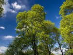 green trees 