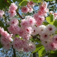 pink blossoms 