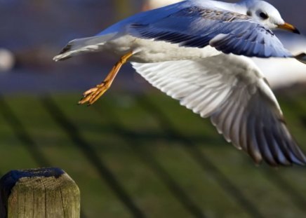 seagull take off - seagull, birds