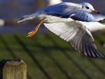 seagull take off