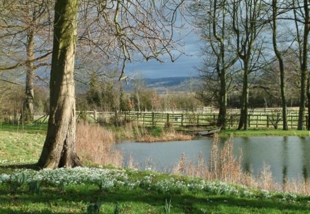 snowdrops near lake  - nature, beauty, landscape