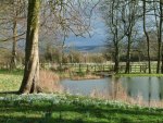 snowdrops near lake 