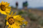 sunflowers windows7