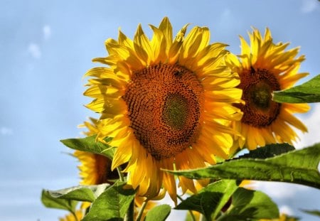 sunflowers windows7 - sunflowers, windows7