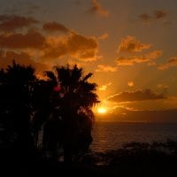 sunset behind palms 