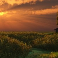 sunset over field 