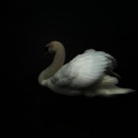 Swan