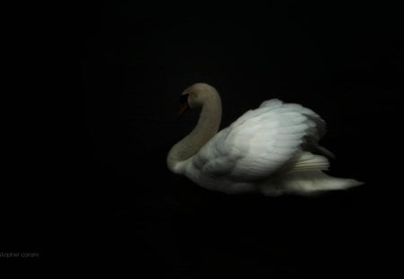 Swan - widescreen, bird, river, water, faerie, swan, magical, dark