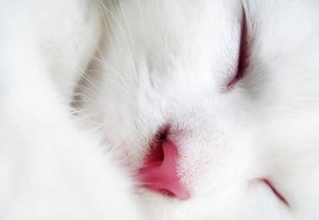 WHITE SLEEPING BEAUTY - white, fox, closeup, cat, pink