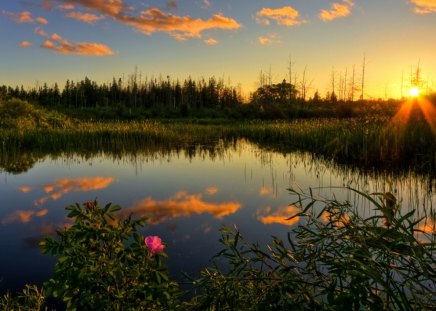 peaceful sunset - sunset, pond, clouds, flower