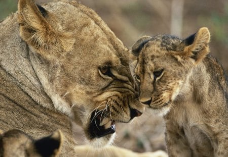 	Animals Beasts Lioness with young - beasts, lioness, young