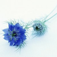 	blue flower