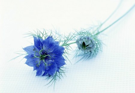 	blue flower - blue, flower