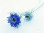 	blue flower