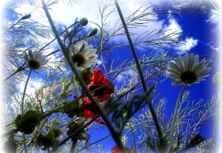 you loved daisies in old days - daisies, days, love, old