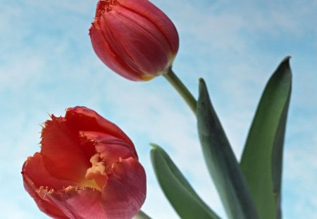 Fire Beauty - flowers, red tulips