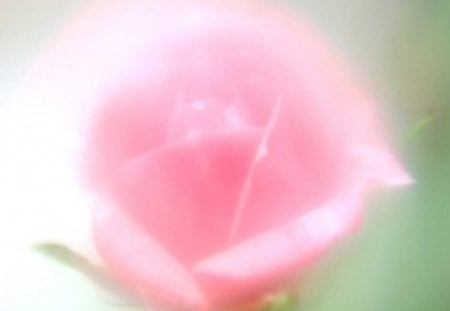 Pink in the Mist - rose, pink, misty