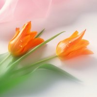 Orange Tulips