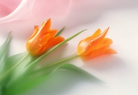 Orange Tulips - orange, tulips, flowers