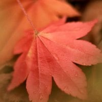 Autumn Leaf