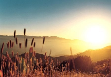 Golden Hues - weeds, sunrise, field, mountains