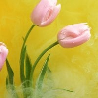 Pink Tulips