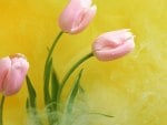 Pink Tulips