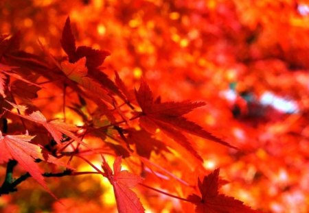 Rustic Autumn - red leaves, autumn, trees